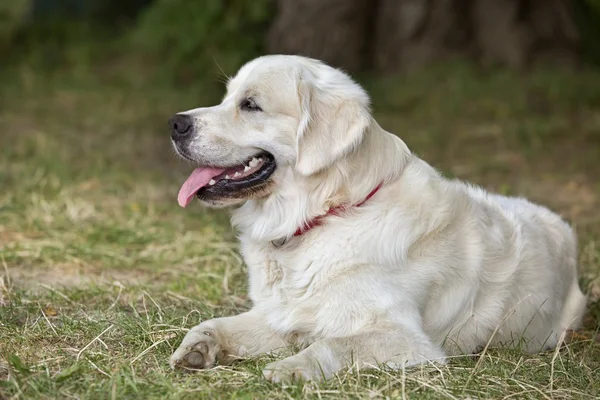 Portre genç güzellik köpek — Stok fotoğraf