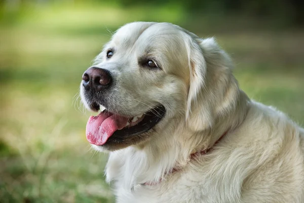 Retrato joven perro de belleza — Foto de Stock