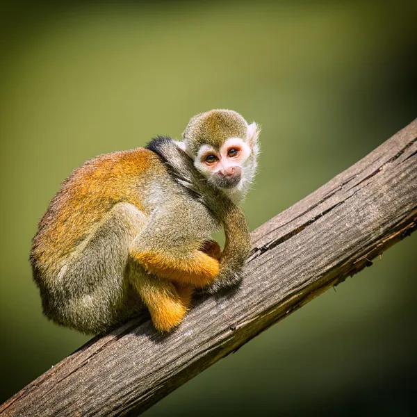 Un mono pequeño y agradable —  Fotos de Stock