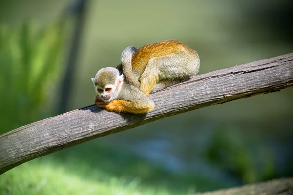Милая маленькая обезьянка — стоковое фото