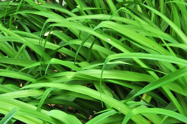 stock image Green Leaves Background