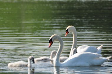 Mute Swan Family clipart