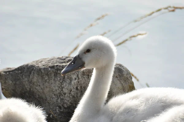 Cisne bebé — Foto de Stock