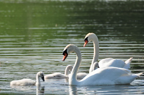 Mute Swan Family — Stock Photo, Image