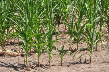 Drought Stricken Corn Field clipart