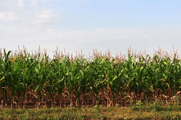 Field of Corn — Stock Photo, Image