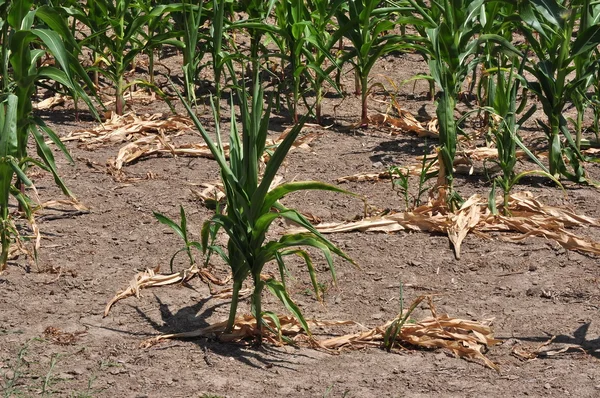Campo di mais colpito dalla siccità — Foto Stock
