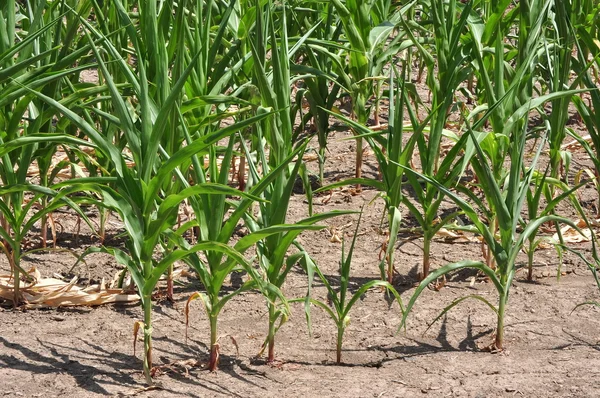 Drought Stricken Corn Field — Stock Photo, Image