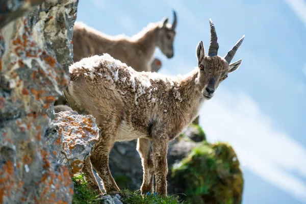 Dois jovens alpinos ibex — Fotografia de Stock