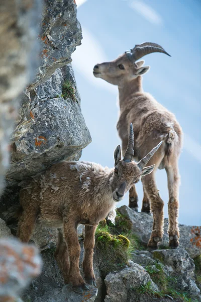 两个年轻阿尔卑斯山羊 (lat 山羊。 — 图库照片