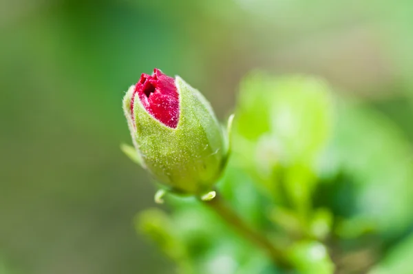 Red Hibiscus Flower bud, green stem, leaves, isolated on green out of focus background — Stock Photo, Image