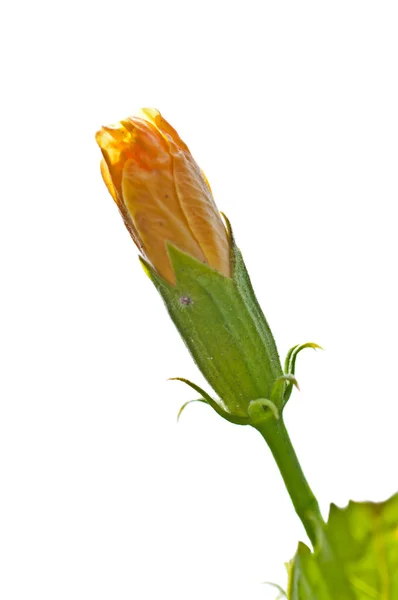 Sárga Hibiszkusz virág bud, zöld szár, levelek, elszigetelt fehér background — Stock Fotó