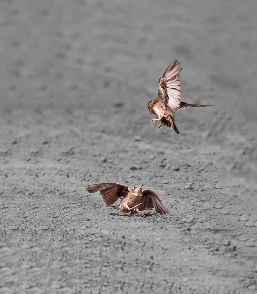Pássaros duas copas de pardal coroadas de cinza lutando no espaço de cópia de poeira — Fotografia de Stock