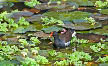 Common Moorhen looking for food in lake water clipart