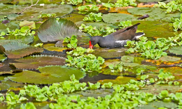Moorhen comum à procura de comida na água do lago — Fotografia de Stock