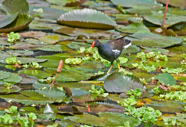 Moorhen comum à procura de comida na água do lago — Fotografia de Stock