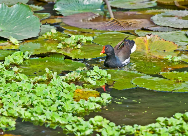Moorhen común en busca de comida en el agua del lago — Foto de Stock