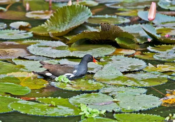 Moorhen común en busca de comida en el agua del lago —  Fotos de Stock