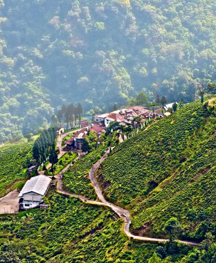 darjeeling City, tepeler, çay Bahçesi, aşağı yuvarlanan sis kraliçesi göster