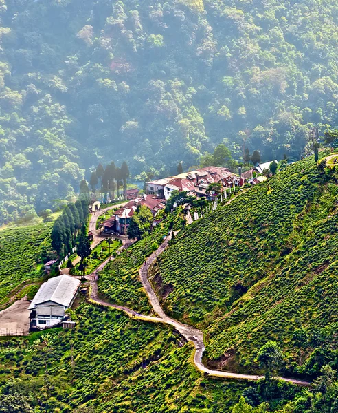 Visa från darjeeling city, drottning av kullar, te trädgård, dimma rullande ner — Stockfoto