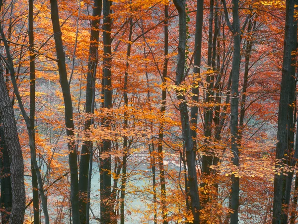 Autumn. — Stock Photo, Image