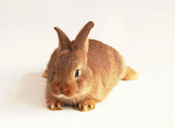 Bunny rabbit — Stock Photo, Image