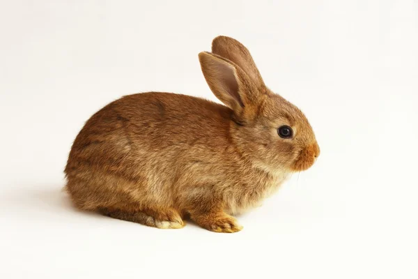 Кролик Кролик — стокове фото