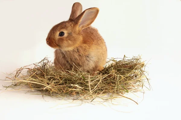 Bunny rabbit and hay — Stock Photo, Image