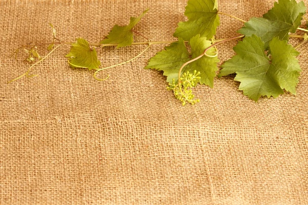 Wine leaves — Stock Photo, Image