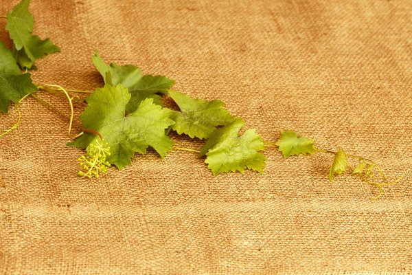 Wine leaves on burlap — Stock Photo, Image