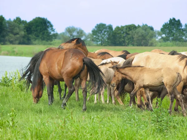 stock image Group of horses with young colts on green meadow near water