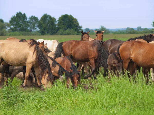 stock image Group of horses with young colts on green meadow