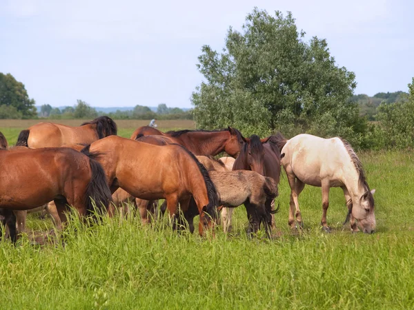 stock image Group of horses with young colts on green meadow