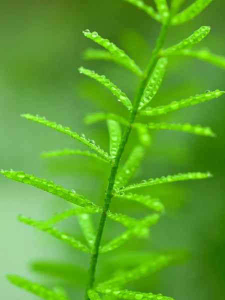 stock image Green twig with a lot of water drops