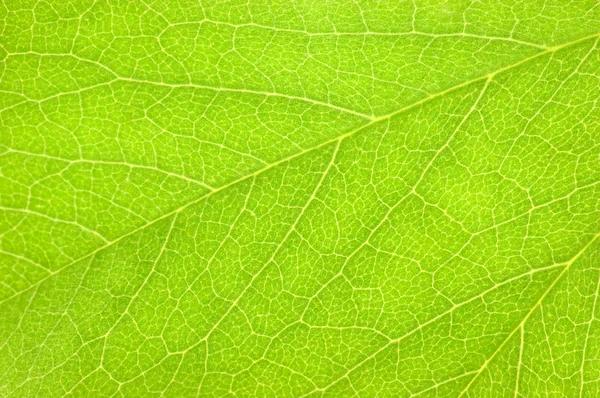 Green Leaf Macro Background Texture Royalty Free Stock Photos
