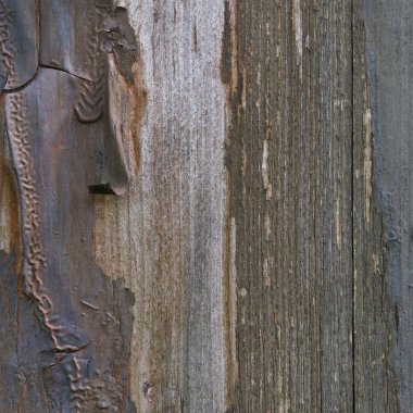 Old aged weathered grunge color-peel wood texture, detailed vert clipart