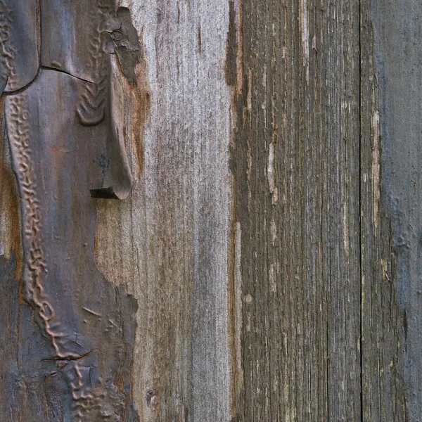 Old aged weathered grunge color-peel wood texture, detailed vert — Stock Photo, Image