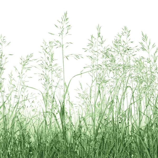 Fondo de hierba de prado abstracto aislado —  Fotos de Stock