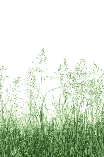 Soyut çayır çimen arka izole — Stok fotoğraf