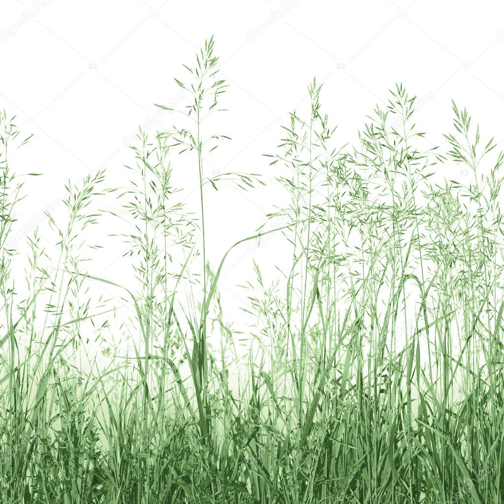 Abstract Meadow Grass Background Isolated