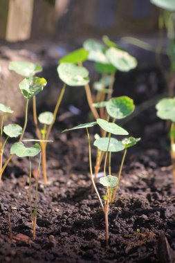 Nasturtium