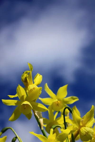 Μικρό daffodils — Φωτογραφία Αρχείου