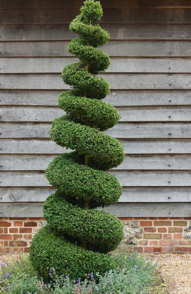 Topiary strom — Stock fotografie