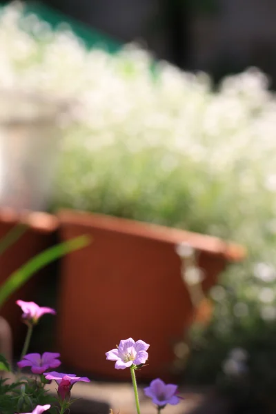 Pembe çiçek ve Pot — Stok fotoğraf