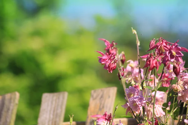 Blumen und Zaun — Stockfoto