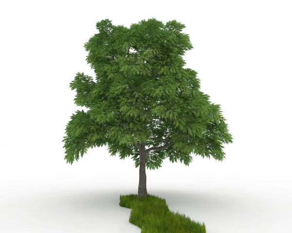 Tree isolated on a white — Stock Photo, Image