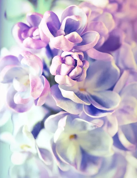 Beautiful lilac flowers background — Stock Photo, Image