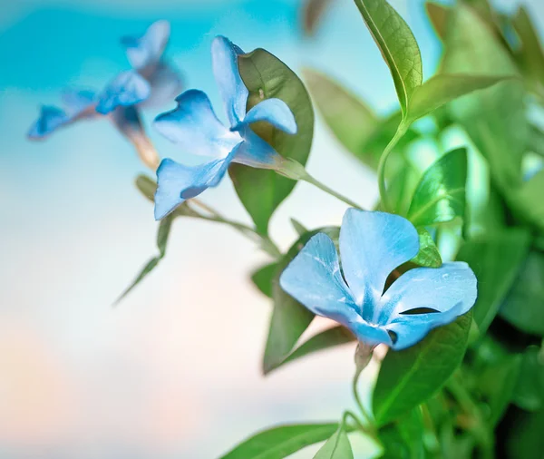 Beautiful blue flowers background — Stock Photo, Image
