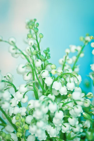 Blütenlilie des Tales — Stockfoto
