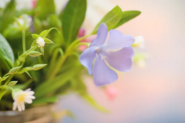 Ramo de hermosas flores de primavera — Foto de Stock